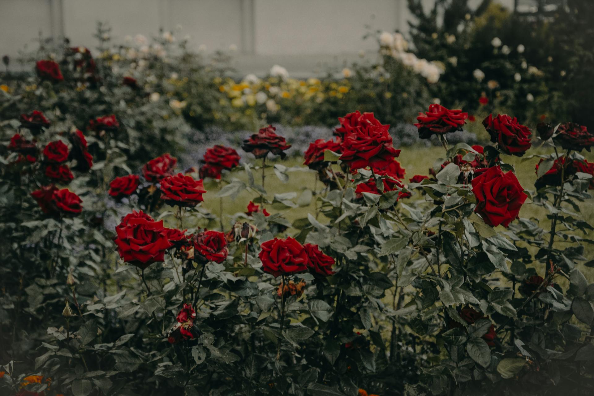 Rose Garden: A Paradise of Beauty and Fragrance