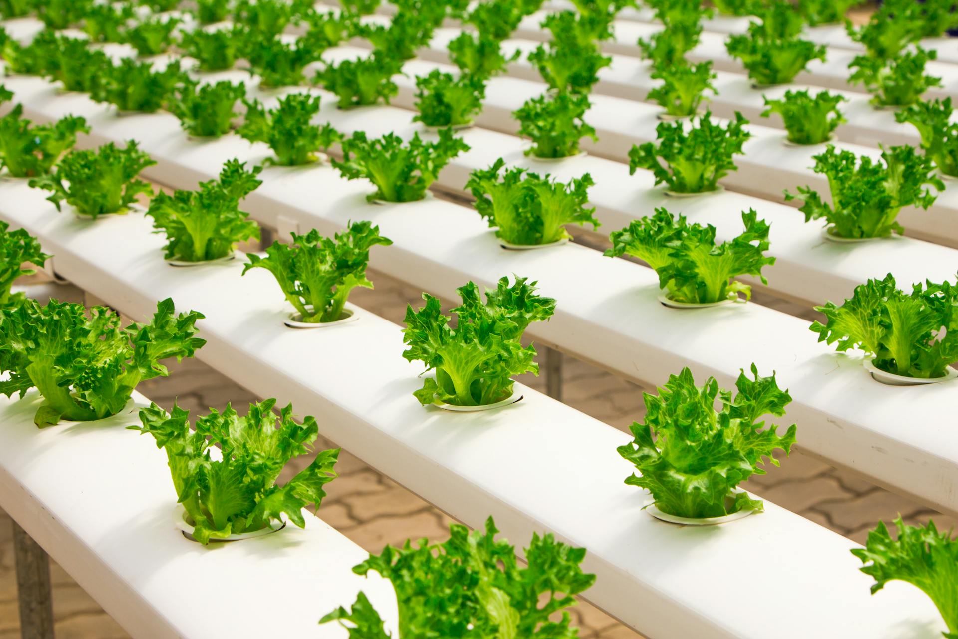 Revolutionizing Gardening: The Ultimate Guide to Hydroponic Gardens